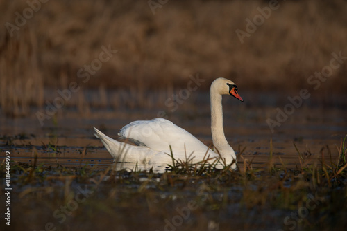 łabędzie zimą na niezamarzniętej tafli wody