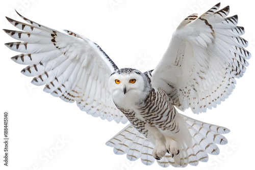 Snowy owl in flight isolated on transparent background