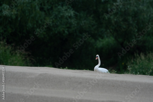 łabędzie zimą na niezamarzniętej tafli wody