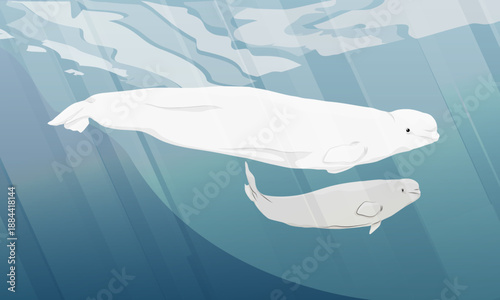 A beluga whale and her calf swim in cold ocean water. Aquatic mammals of the Arctic. Realistic vector landscape.