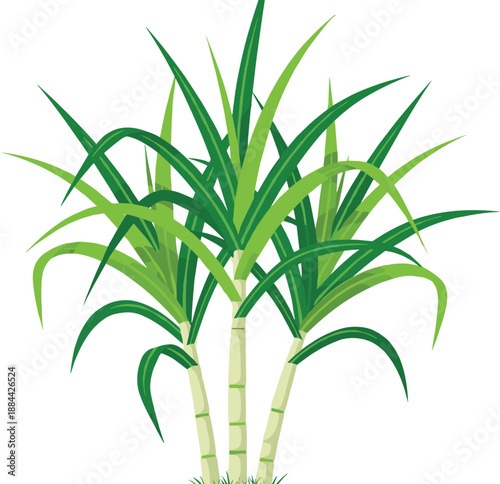 Green sugarcane plant illustration with fresh leaves, tropical agricultural crop design isolated on white background for farming, food production, nature concepts, and eco projects