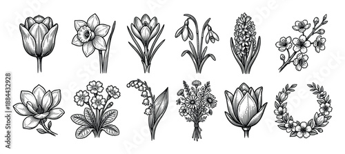 Collection of hand-drawn spring flowers in a vintage engraving style, featuring tulip, daffodil, crocus, snowdrop, hyacinth, magnolia, and cherry blossom illustrations