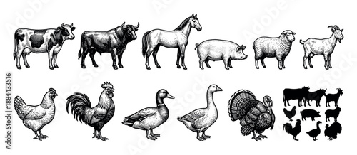 Collection of hand-drawn farm animal illustrations in a detailed vintage engraving style, featuring livestock and poultry with a corresponding set of black silhouettes