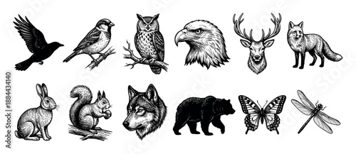 Collection of hand-drawn forest animals including a bear, wolf, fox, deer, and birds in a detailed vintage black and white engraving style illustration set