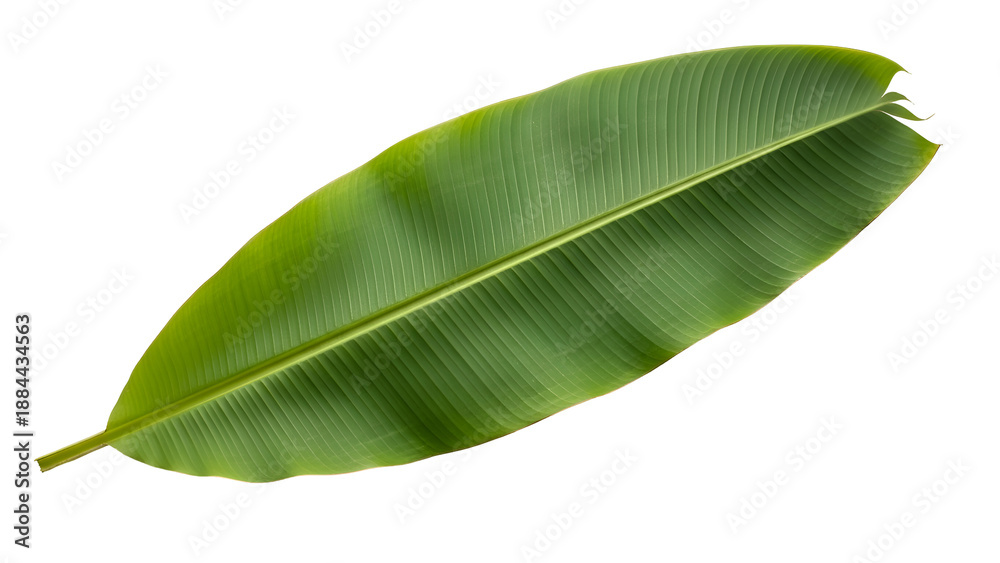 Fototapeta premium Green banana leaf isolated on transparent background