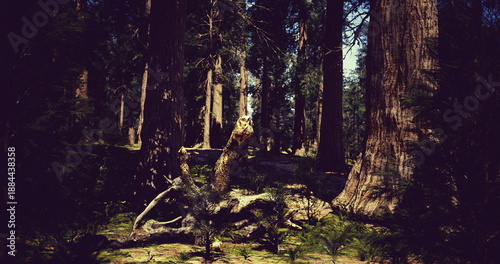 Tableau sur toile Shadowed old growth forest with shafts of light, hiker navigating mossy trail th