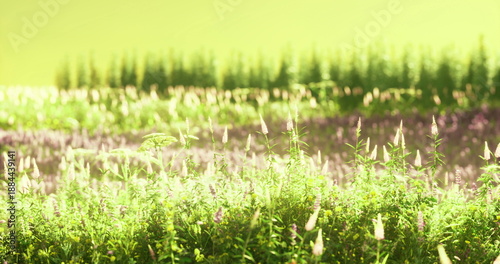 sundrenched rolling meadow, sparkling highlights on tall grasses and sporadic purple spikes, warm palette and expansive view convey pastoral energy, outdoor