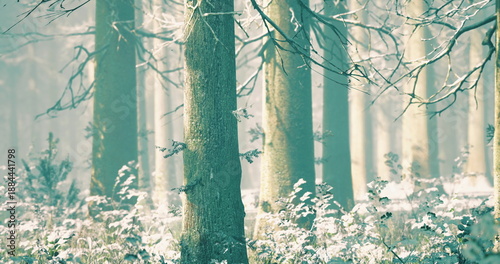 misty winter forest with birch trunks, soft diffuse light filtering through fog, pale undergrowth dusted with snow, textured bark and slender branches, quiet