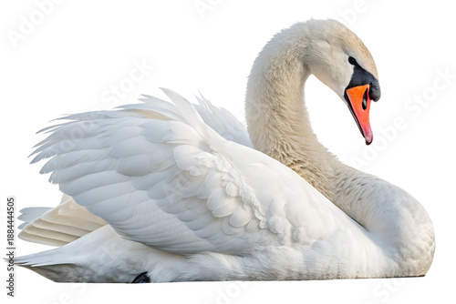 Graceful swan isolated on transparent background