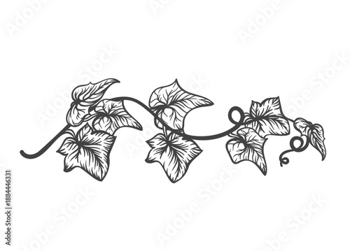 Ivy vine branch with lobed leaves and curling stems, climbing plant in classic botanical form. Ivy foliage, creeping vine, ornamental leaf composition in vintage engraving style. Vector illustration.