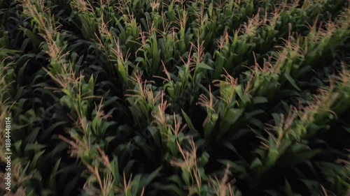 corn field in wind from above 
