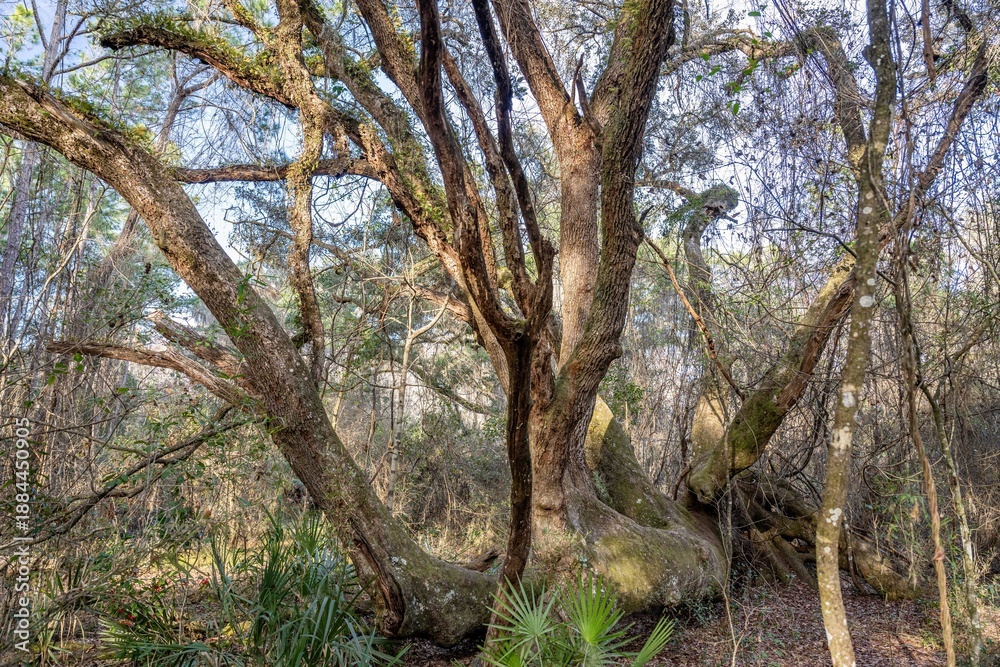 Fototapeta premium hiking trail