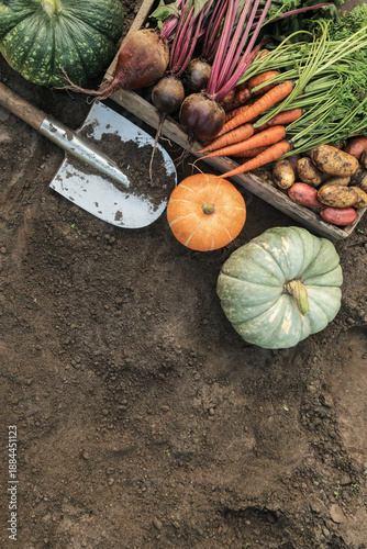 Wallpaper Mural Soil ground texture background with organic fresh seasonal vegetables, autumn harvest, copyspace, top view Torontodigital.ca