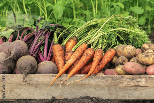 Wallpaper Mural Autumn harvest of organic root vegetables in wooden box in garden close up. Freshly harvested carrot, beetroot and potato. Bio and eco farming cultivation Torontodigital.ca