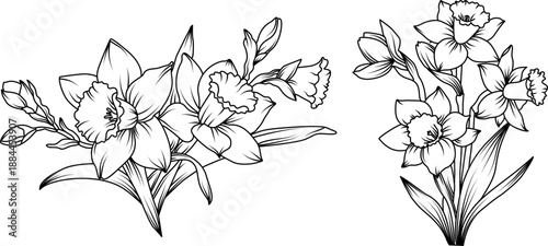 Hand drawn daffodil flower bouquets in detailed line art style, spring botanical floral arrangements with silhouette narcissus blossoms buds and leaves illustration