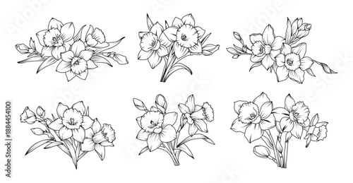 Hand drawn daffodil flower bouquets in detailed line art style, spring botanical floral arrangements with silhouette narcissus blossoms buds and leaves illustration