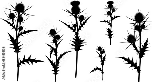 Group of prickly thistle plants with flower heads silhouette vector