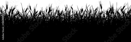 Horizontal grass field and wheat meadow silhouette vector