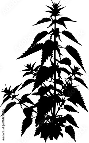 Stinging nettle plant silhouette vector illustration