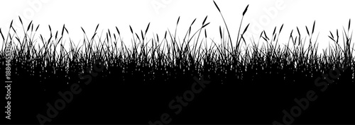 Thick row of marsh reeds and aquatic wetland grass silhouette vector