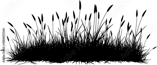 Wild field grass and seed head silhouette vector