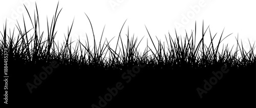 Wild meadow grass border with thin blades and stalks silhouette vector