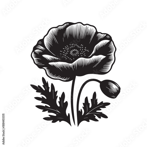 Poppy flower black and white engraving style illustration with blooming bud and leafage