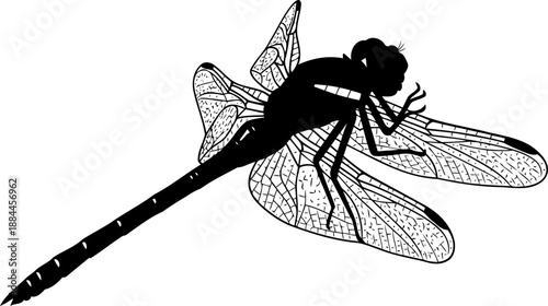 Detailed dragonfly silhouette top view insect wings vector illustration