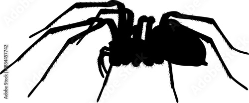 Long legged spider silhouette side view arachnid vector illustration