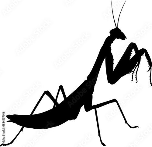 Praying mantis predatory insect silhouette side view vector graphic