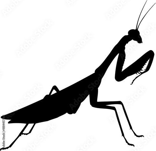 Praying mantis silhouette side view predatory insect vector illustration