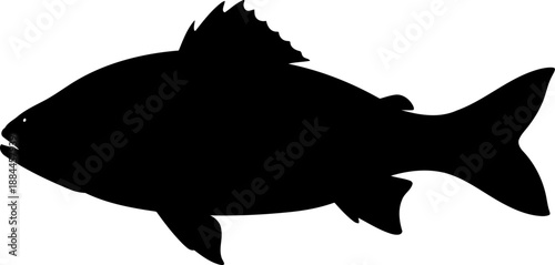 Profile view fish silhouette aquatic animal vector graphic
