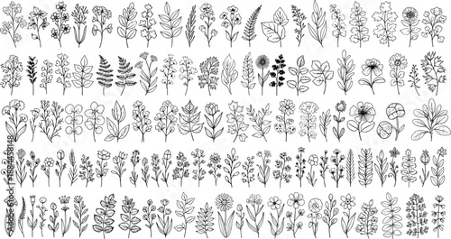 Hand drawn botanical floral elements, vintage wildflowers and leaves line art collection for branding