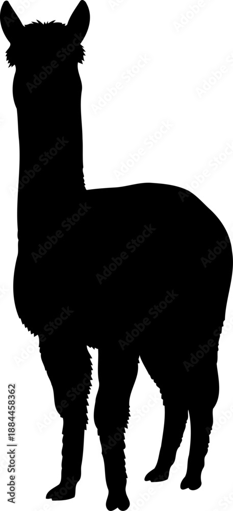 Obraz premium Standing alpaca silhouette front view livestock vector graphic