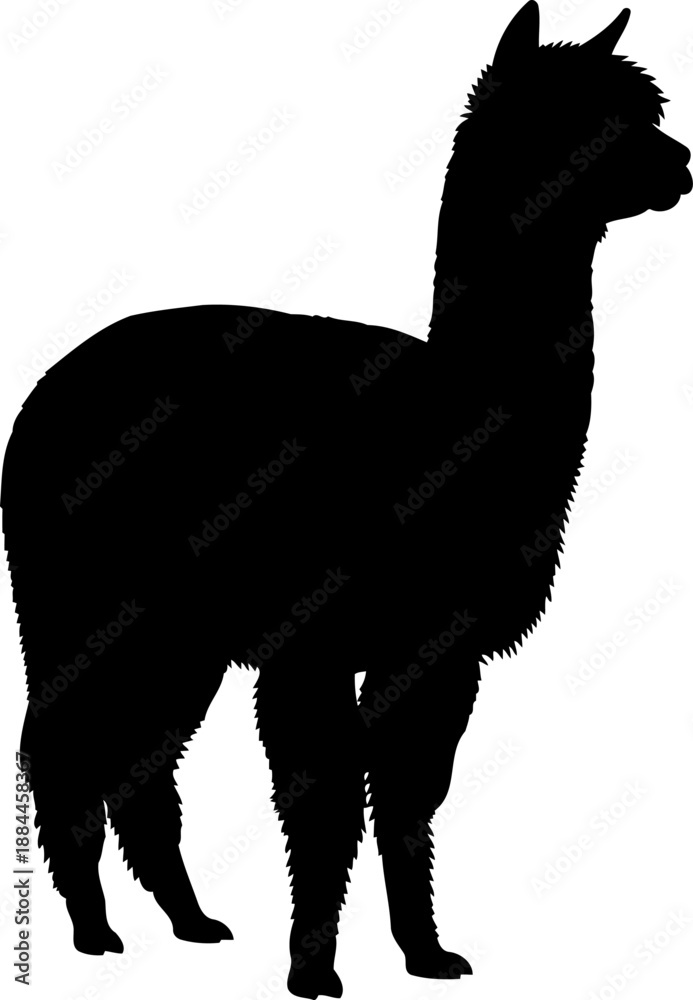Obraz premium Standing alpaca silhouette side view fluffy farm animal vector