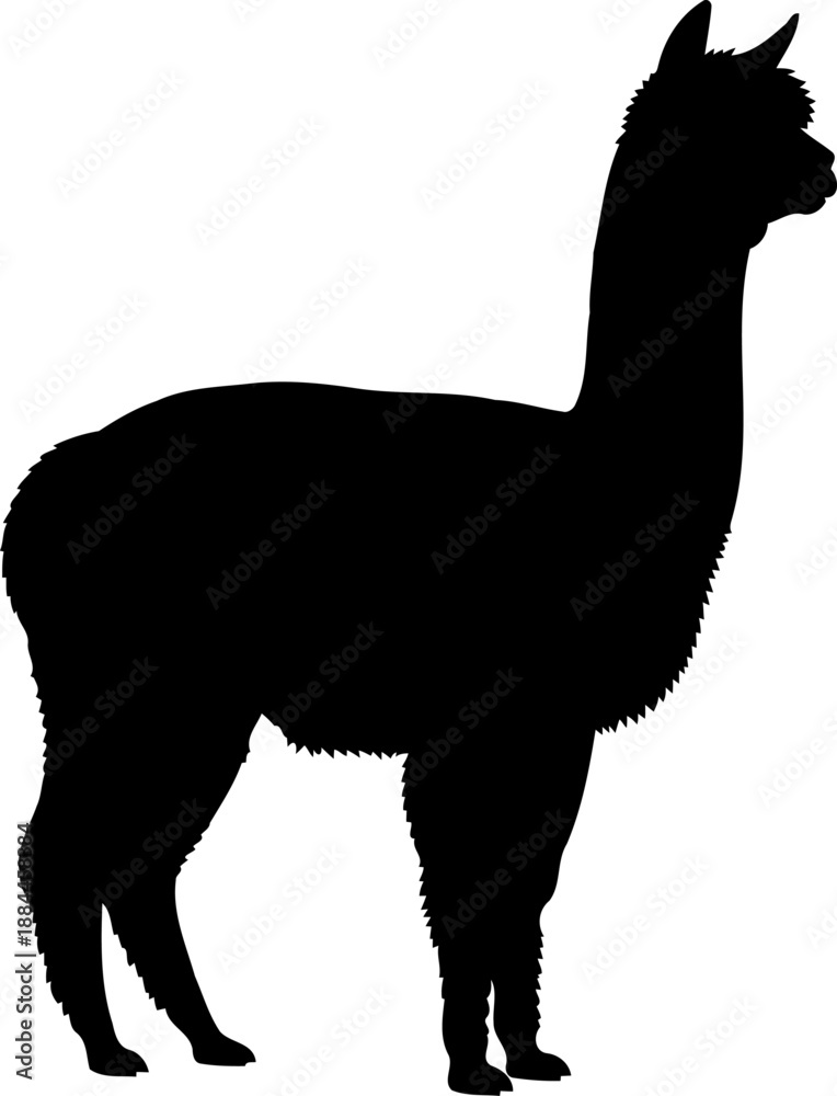 Fototapeta premium Standing alpaca silhouette side view woolly farm animal vector illustration