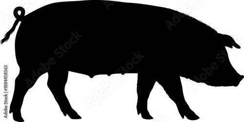 Sow pig silhouette walking side profile farm animal vector