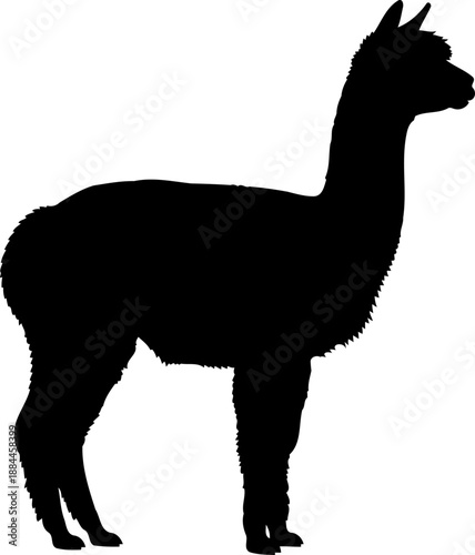 Standing alpaca silhouette side view livestock vector graphic