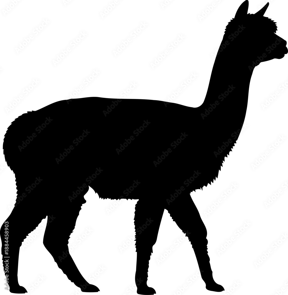 Obraz premium Walking alpaca silhouette side view llama animal vector graphic