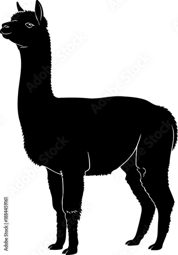 Alpaca silhouette standing profile view woolly mammal vector illustration