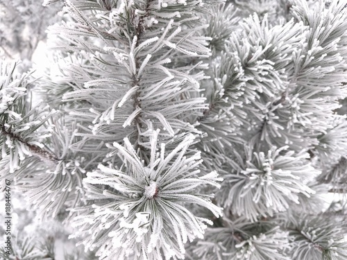 The close-up photo shows pine branches densely covered with frost or snow. Pine needles look fluffy and white, creating a winter or Christmas atmosphere.
