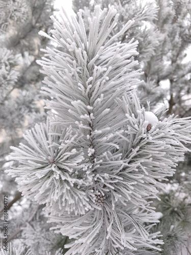 The close-up photo shows pine branches densely covered with frost or snow. Pine needles look fluffy and white, creating a winter or Christmas atmosphere.