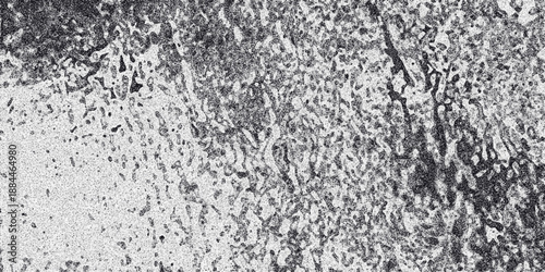 Detailed abstract texture with a dense network of irregular dark gray formations and speckles on a bright white background, suggesting a porous or cellular structure