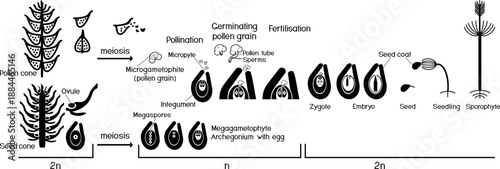 Black silhouette of life cycle of spruce tree: reproduction of gymnosperms with titles