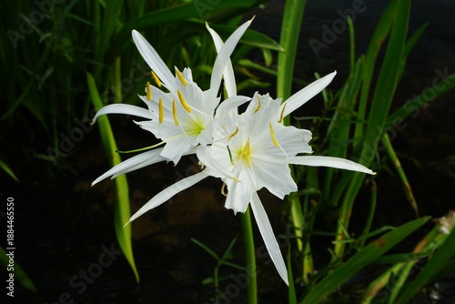 Fotografie Cahaba Lillies at the Cahaba National Wildlife Refuge Alabama