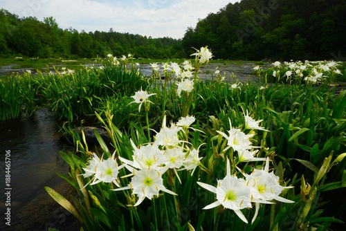 Fotografie Cahaba Lillies at the Cahaba National Wildlife Refuge Alabama