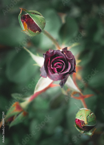 Rosa roja en primer plano con fondo verde natural desenfocado