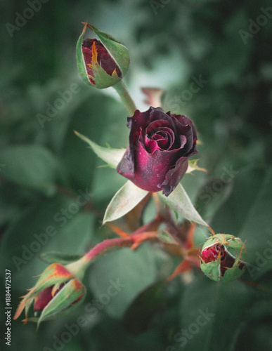 Rosa roja en primer plano con fondo verde natural desenfocado
