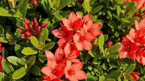 A stunning close-up captures a vibrant cluster of small red flowers with lush green leaves, basking in bright, natural daylight. The intricate details of each blossom and the healthy foliage create a 