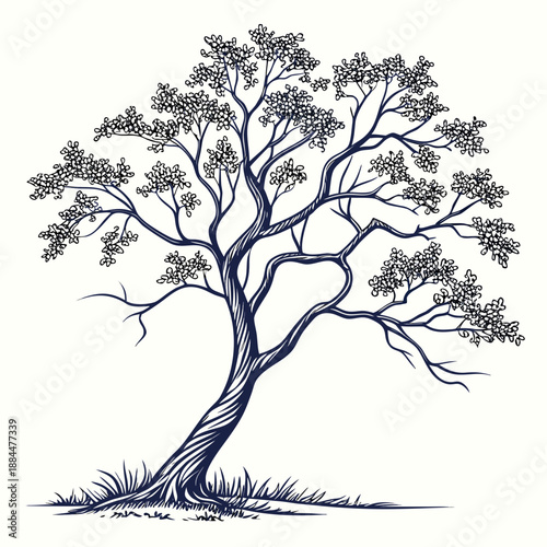 Elegant tree with twisted trunk